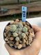 Lophophora Williamsii 6-7 cm 9 years old seed ownroot flower seedling ロフォフォラ　烏羽玉　仔吹き　サボテン