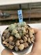 Lophophora Williamsii 6-7 cm 9 years old seed ownroot flower seedling ロフォフォラ　烏羽玉　仔吹き　サボテン