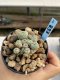 Lophophora Williamsii 6-7 cm 9 years old seed ownroot flower seedling ロフォフォラ　烏羽玉　仔吹き　サボテン