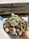 Lophophora Williamsii 6-7 cm 9 years old seed ownroot flower seedling ロフォフォラ　烏羽玉　仔吹き　サボテン