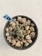 Lophophora Williamsii 6-7 cm 9 years old seed ownroot flower seedling ロフォフォラ　烏羽玉　仔吹き　サボテン