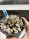 Lophophora Williamsii 6-7 cm 9 years old seed ownroot flower seedling ロフォフォラ　烏羽玉　仔吹き　サボテン