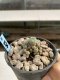 Lophophora Williamsii 6-7 cm 9 years old seed ownroot flower seedling ロフォフォラ　烏羽玉　仔吹き　サボテン