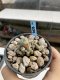 Lophophora Williamsii 6-7 cm 9 years old seed ownroot flower seedling ロフォフォラ　烏羽玉　仔吹き　サボテン