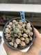 Lophophora Williamsii 6-7 cm 9 years old seed ownroot flower seedling ロフォフォラ　烏羽玉　仔吹き　サボテン