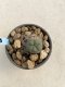 Lophophora Williamsii 6-7 cm 9 years old seed ownroot flower seedling ロフォフォラ　烏羽玉　仔吹き　サボテン