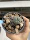 Lophophora Williamsii 6-7 cm 9 years old seed ownroot flower seedling ロフォフォラ　烏羽玉　仔吹き　サボテン