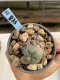 Lophophora Williamsii 6-7 cm 9 years old seed ownroot flower seedling ロフォフォラ　烏羽玉　仔吹き　サボテン