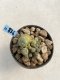 Lophophora Williamsii 6-7 cm 9 years old seed ownroot flower seedling ロフォフォラ　烏羽玉　仔吹き　サボテン