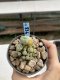 Lophophora Williamsii 6-7 cm 9 years old seed ownroot flower seedling ロフォフォラ　烏羽玉　仔吹き　サボテン