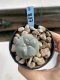 Lophophora Williamsii 6-7 cm 9 years old seed ownroot flower seedling ロフォフォラ　烏羽玉　仔吹き　サボテン