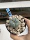 Lophophora Williamsii 6-7 cm 9 years old seed ownroot flower seedling ロフォフォラ　烏羽玉　仔吹き　サボテン