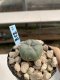 Lophophora Williamsii 6-7 cm 9 years old seed ownroot flower seedling ロフォフォラ　烏羽玉　仔吹き　サボテン