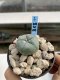 Lophophora Williamsii 6-7 cm 9 years old seed ownroot flower seedling ロフォフォラ　烏羽玉　仔吹き　サボテン