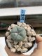 Lophophora Williamsii 6-7 cm 9 years old seed ownroot flower seedling ロフォフォラ　烏羽玉　仔吹き　サボテン