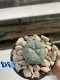 Lophophora Williamsii 6-7 cm 9 years old seed ownroot flower seedling ロフォフォラ　烏羽玉　仔吹き　サボテン