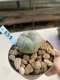 Lophophora Williamsii 6-7 cm 9 years old seed ownroot flower seedling ロフォフォラ　烏羽玉　仔吹き　サボテン