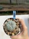 Lophophora Williamsii 6-7 cm 9 years old seed ownroot flower seedling ロフォフォラ　烏羽玉　仔吹き　サボテン