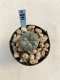 Lophophora Williamsii 6-7 cm 9 years old seed ownroot flower seedling ロフォフォラ　烏羽玉　仔吹き　サボテン