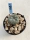 Lophophora Williamsii 6-7 cm 9 years old seed ownroot flower seedling ロフォフォラ　烏羽玉　仔吹き　サボテン