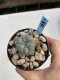 Lophophora Williamsii 6-7 cm 9 years old seed ownroot flower seedling ロフォフォラ　烏羽玉　仔吹き　サボテン