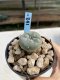 Lophophora Williamsii 6-7 cm 9 years old seed ownroot flower seedling ロフォフォラ　烏羽玉　仔吹き　サボテン