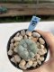 Lophophora Williamsii 6-7 cm 9 years old seed ownroot flower seedling ロフォフォラ　烏羽玉　仔吹き　サボテン