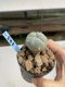 Lophophora Williamsii 6-7 cm 9 years old seed ownroot flower seedling ロフォフォラ　烏羽玉　仔吹き　サボテン