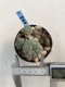 Lophophora Williamsii 6-7 cm 9 years old seed ownroot flower seedling ロフォフォラ　烏羽玉　仔吹き　サボテン