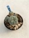 Lophophora Williamsii 6-7 cm 9 years old seed ownroot flower seedling ロフォフォラ　烏羽玉　仔吹き　サボテン