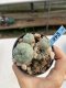 Lophophora Williamsii 6-7 cm 9 years old seed ownroot flower seedling ロフォフォラ　烏羽玉　仔吹き　サボテン