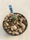 Lophophora Williamsii 6-7 cm 9 years old seed ownroot flower seedling ロフォフォラ　烏羽玉　仔吹き　サボテン