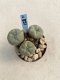 Lophophora Williamsii 6-7 cm 9 years old seed ownroot flower seedling ロフォフォラ　烏羽玉　仔吹き　サボテン