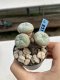 Lophophora Williamsii 6-7 cm 9 years old seed ownroot flower seedling ロフォフォラ　烏羽玉　仔吹き　サボテン