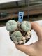 Lophophora Williamsii 6-7 cm 9 years old seed ownroot flower seedling ロフォフォラ　烏羽玉　仔吹き　サボテン