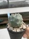 Lophophora Williamsii 6-7 cm 9 years old seed ownroot flower seedling ロフォフォラ　烏羽玉　仔吹き　サボテン