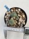 Lophophora Williamsii 6-7 cm 9 years old seed ownroot flower seedling ロフォフォラ　烏羽玉　仔吹き　サボテン