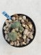 Lophophora Williamsii 6-7 cm 9 years old seed ownroot flower seedling ロフォフォラ　烏羽玉　仔吹き　サボテン