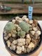 Lophophora Williamsii 6-7 cm 9 years old seed ownroot flower seedling ロフォフォラ　烏羽玉　仔吹き　サボテン