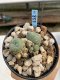 Lophophora Williamsii 6-7 cm 9 years old seed ownroot flower seedling ロフォフォラ　烏羽玉　仔吹き　サボテン