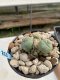 Lophophora Williamsii 6-7 cm 9 years old seed ownroot flower seedling ロフォフォラ　烏羽玉　仔吹き　サボテン