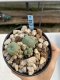 Lophophora Williamsii 6-7 cm 9 years old seed ownroot flower seedling ロフォフォラ　烏羽玉　仔吹き　サボテン