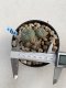 Lophophora Williamsii 6-7 cm 9 years old seed ownroot flower seedling ロフォフォラ　烏羽玉　仔吹き　サボテン