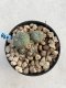 Lophophora Williamsii 6-7 cm 9 years old seed ownroot flower seedling ロフォフォラ　烏羽玉　仔吹き　サボテン