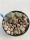 Lophophora Williamsii 6-7 cm 9 years old seed ownroot flower seedling ロフォフォラ　烏羽玉　仔吹き　サボテン