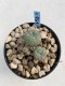 Lophophora Williamsii 6-7 cm 9 years old seed ownroot flower seedling ロフォフォラ　烏羽玉　仔吹き　サボテン
