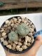 Lophophora Williamsii 6-7 cm 9 years old seed ownroot flower seedling ロフォフォラ　烏羽玉　仔吹き　サボテン