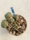 Lophophora Williamsii 6-7 cm 9 years old seed ownroot flower seedling ロフォフォラ　烏羽玉　仔吹き　サボテン