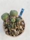 Lophophora Williamsii 6-7 cm 9 years old seed ownroot flower seedling ロフォフォラ　烏羽玉　仔吹き　サボテン