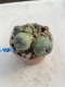 Lophophora Williamsii 6-7 cm 9 years old seed ownroot flower seedling ロフォフォラ　烏羽玉　仔吹き　サボテン